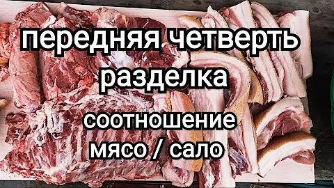 Разделка передней четверти свиной туши \ Сколько мяса и сала в передней четверти свиньи