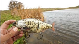 Pond Bass DESTROY Giant Crappie Swimbait!!!