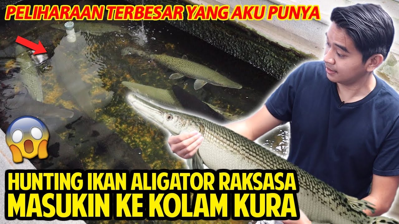 HUNTING IKAN ALLIGATOR RAKSASA MASUKIN KE KOLAM KURA-KURA! JADI HEWAN TERBESAR YANG AKU PUNYA!