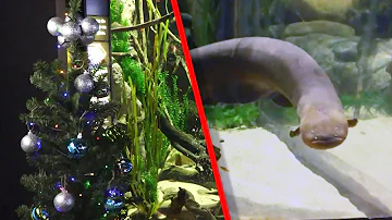 Electric Eel's Shocks Light Up Aquarium's Christmas Tree