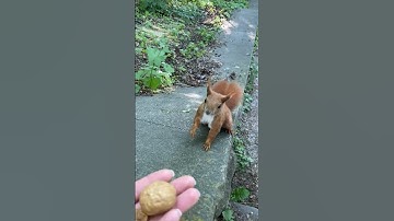 Cute Red Squirrel • Loving Nature #funnyanimals #funnysquirrels #wildlife #squirrels