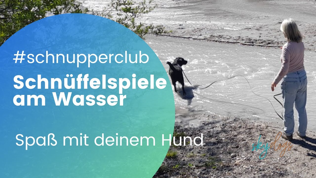 Schnüffelspiel mit junger Labrador Hündin am Wasser - Beschäftigungsidee für Hunde