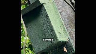 How do bats use the bat boxes you put up for them?