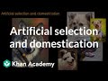 The Evolutionary Journey of Dogs Through Artificial Selection