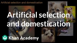 Artificial selection and domestication | Natural selection | AP Biology | Khan Academy