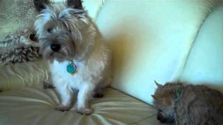 Cairn Terrier, Mac - Gets a Puppy ~ Bailey's  1st Week