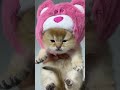 Hello little kitty 😺 #catvideos #cat #catshorts #cute  #kitten #catlover #kitty