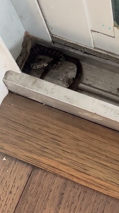 baby-snake-in-house-scary-ahhh-cute-funny-best-viral-youtube