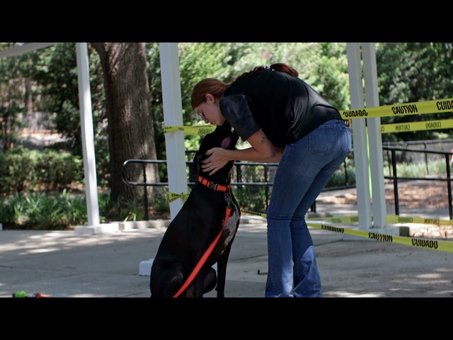 Orlando Dog Training Shelby training Hooper with Suburban K9!