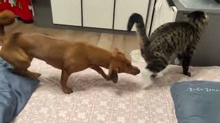 Funny Dog and Cat Daily Show - Crazy Dog - Funny Cat by Dodo and Pipi 2,024 views 3 months ago 1 minute, 22 seconds