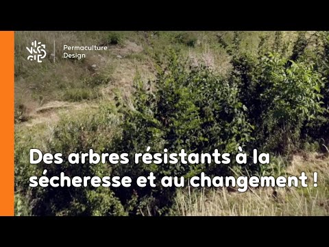 Vidéo: Arbres tolérants à la sécheresse pour la zone : faire pousser des arbres dans les régions arides de la zone 8