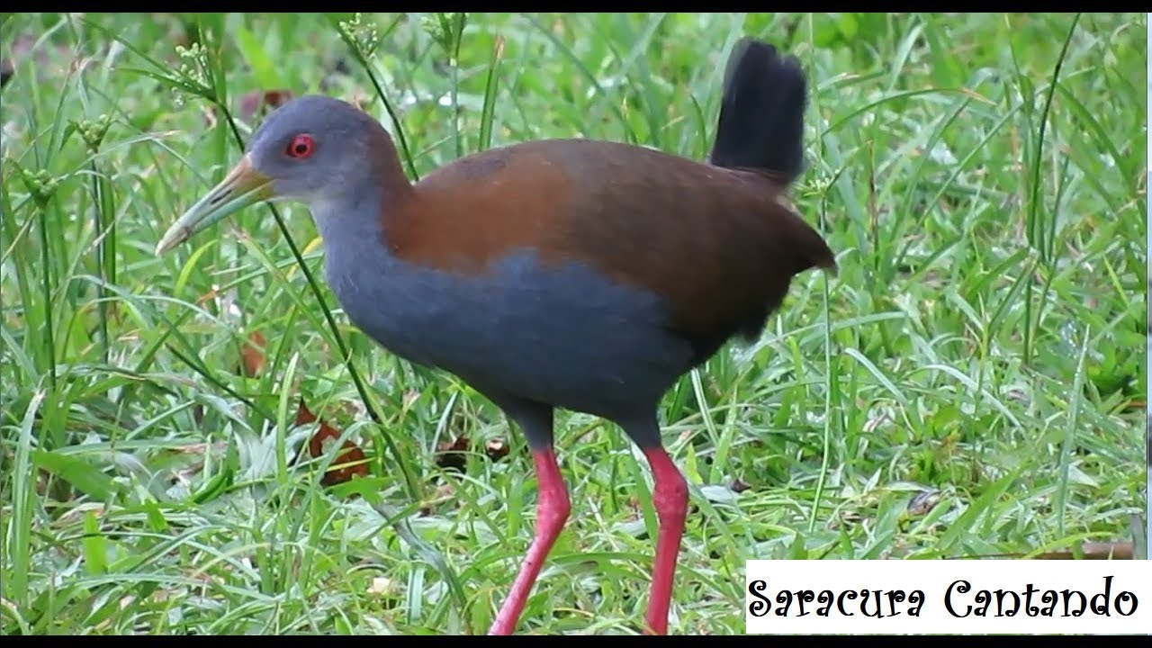 O Canto da Saracura - YouTube
