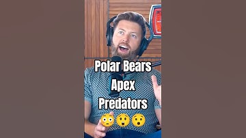 Polar Bears - The Apex Predators 🔥😳#wildlife #animals #forrestgalante #adventure #safari #shorts