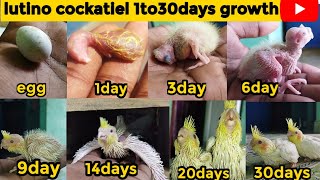 lutino cockatiel growth stages|lutino cockatiel 1 to 30days