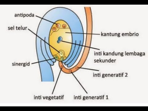 Video: Dalam angiospermae struktur apa yang menampung gametofit betina?