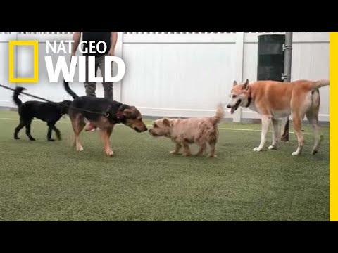 The Importance of Dog Socialization  | Dog: Impossible