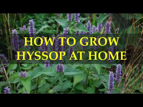 HOW TO GROW HYSSOP AT HOME