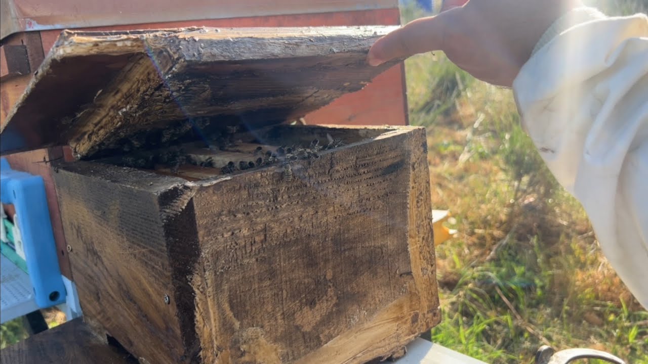 Bal Akımı Sıfır Tek Beklentimiz Ay Çiçek