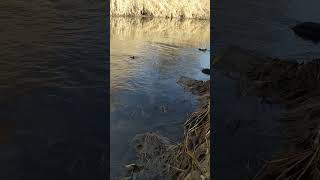 Sunny Early Spring River Through Dry Grass