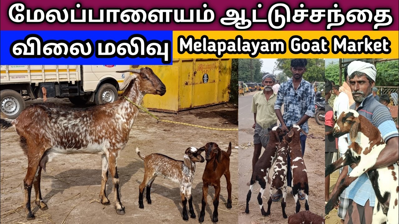 25 - 2 - 2025 | மேலப்பாளையம் ஆட்டுச்சந்தை | Melapalayam Goat Market | Goat Market | @kalnadaitholan