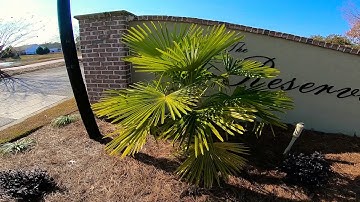 GoPro Hero 6 Black Zhiyun Smooth-Q test 2