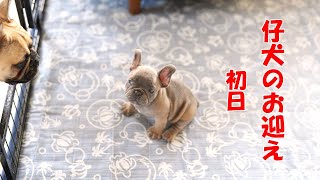 仔犬のお迎え初日フレンチブルドッグ