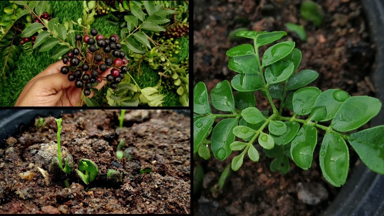 How to grow Curry Leaf/Kadi Patta plant from seeds( updated results)In