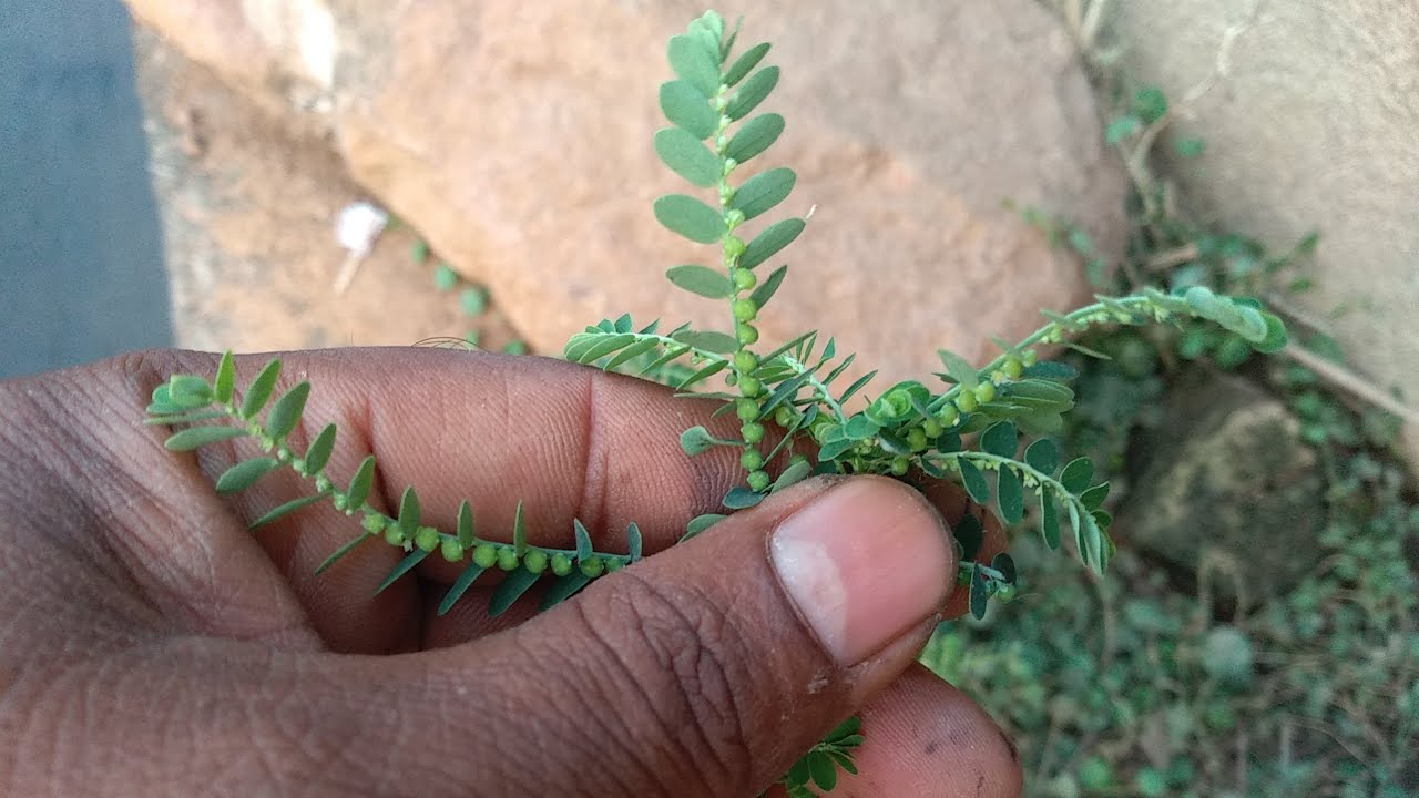 Nela usiri plant use in ayurvedam.||నేల ఉసిరి ప్రయోజనాలు - YouTube