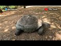 Unbelievable discovery a 125yearold giant tortoise found in mombasa