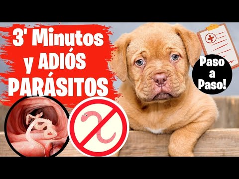 Video: Una Cartilla Del Parásito Del Cachorro