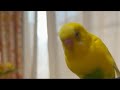 ジャムとこんぺいとポテチ がライブ配信中！