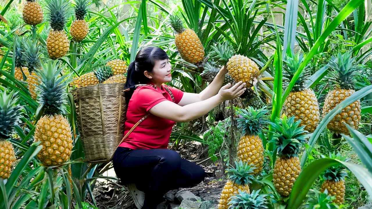 How To Harvest Pineapple, Sell It At The Market And Cook Dishes At Home ...