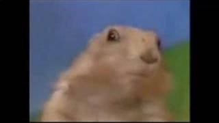 Hamster stare