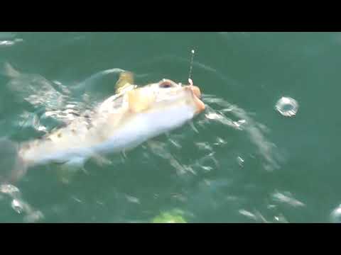 黒鯛がアオイソメを食べるシーン チヌは大抵のものは食べる 雑食性の代表魚 海水魚飼育捕食映像 和歌山 釣太郎 Youtube