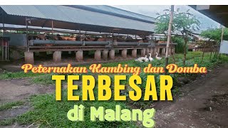 Peternakan Kambing dan Domba TERBESAR di Kabupaten Malang