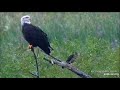 An eagle and a hawk sit next to each other on the Mississippi river/Орел и Ястреб рядом уселись