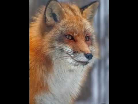 Тулку менен сулоосун - YouTube