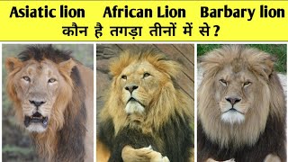Asiatic Lion African Lion And Barbary Lion Who Is Best Ll तन म कन ह तगड ?