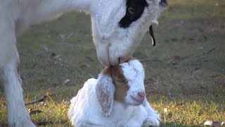 All Moms Love Their Children - Nonhuman Mothers Take Care Of Their Babies
