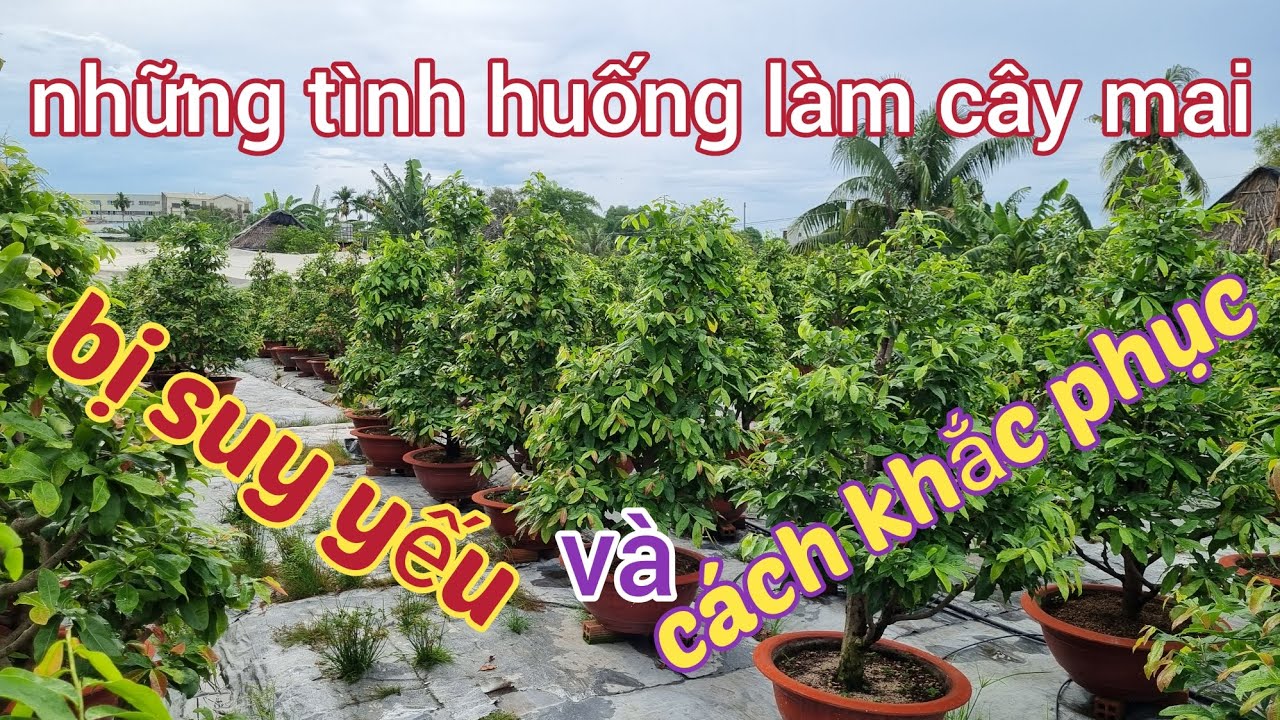 Đánh giá lại những tình huống làm cây mai bị suy yều và cách khắc phục 0988063918