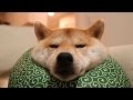 ふて寝する柴犬だいふく [ Daifuku stays in bed sulking ]
