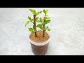 Grow cutting plants in sand | Hibiscus cutting