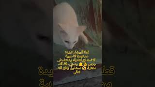 قطة كيوت البيضاء فريدة من نوعها الا تستحق وصول مائة ألف subscribe المغرب قطط اشتراك_بالقناة ✋?⁦