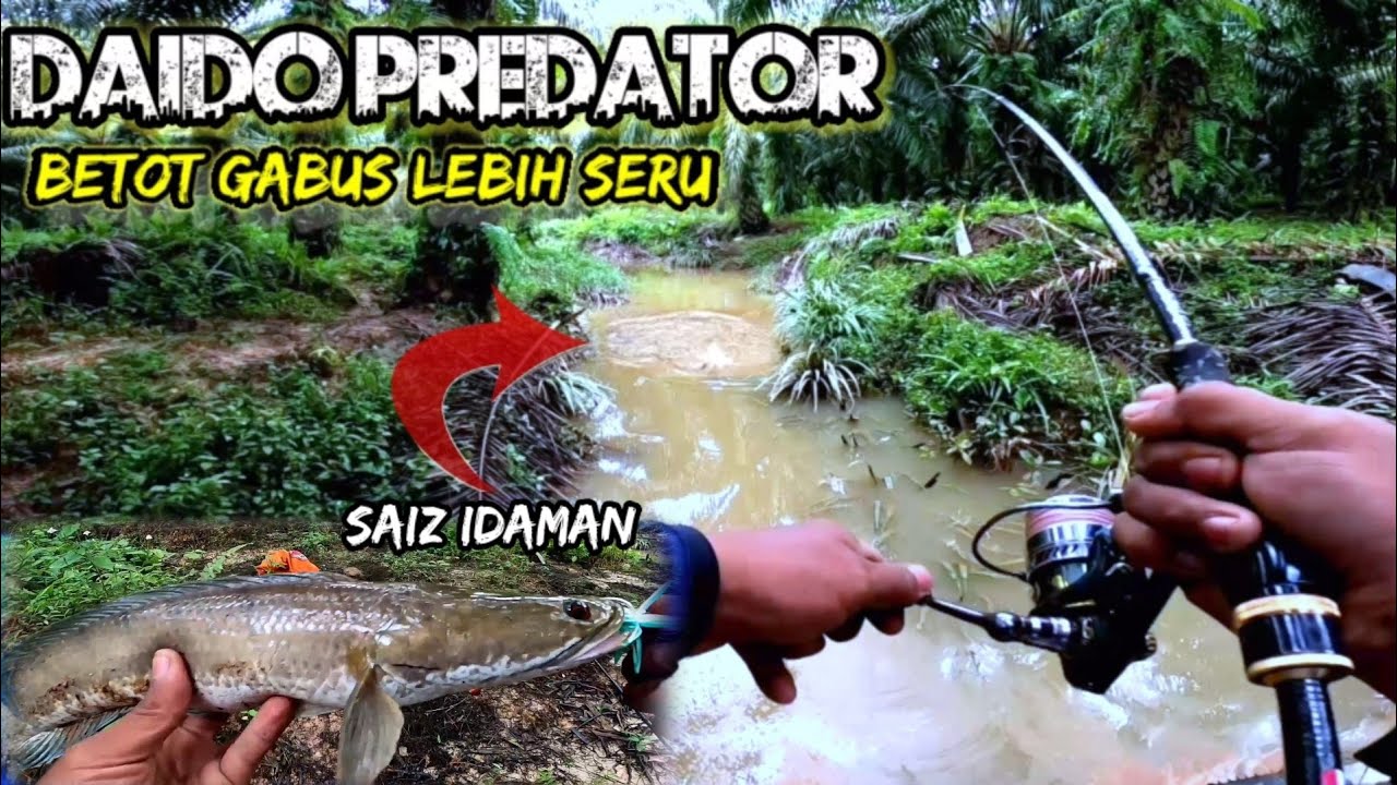 Joran Daido Predator‼️Casting Gabus pakai Lure Jump frog, Jaws frog