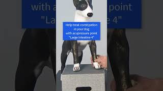 #constipation - DOG Acupressure in 60 Seconds