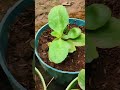 Tumi dure dure r theko na✨🌷#weather #plants #sun #viral #minishorts