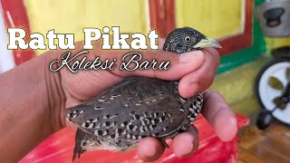 Ratu Pikat Koleksi Baru | Kawubu Pedu