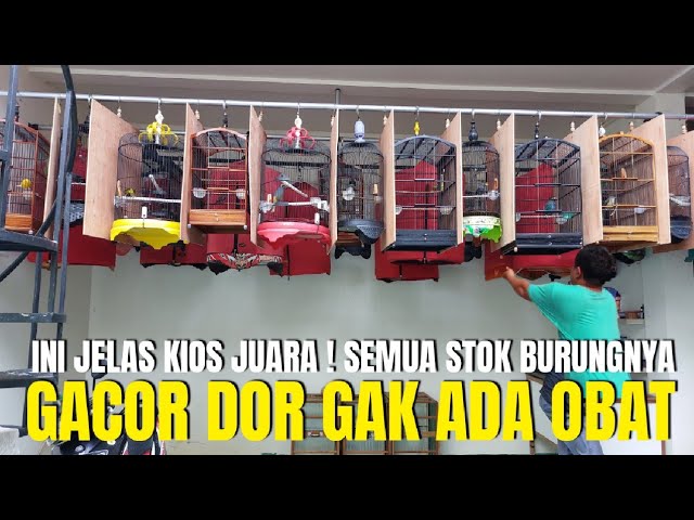 KIOS JUARA ! SEMUA BURUNGNYA GACOR DOR GAK KETULUNGAN ! PANTESAN BANYAK YANG NYARI class=