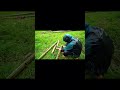 Building a Bamboo House and Surviving in the Forest  #survival #buildingshelter #bambooshelter