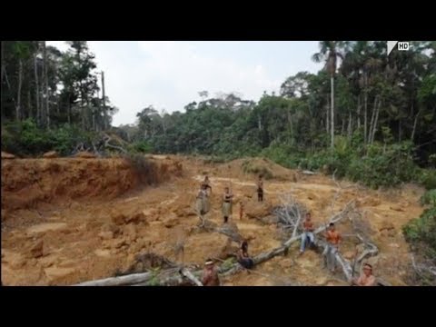 „პლანეტის ფილტვების“ განადგურების საფრთხე